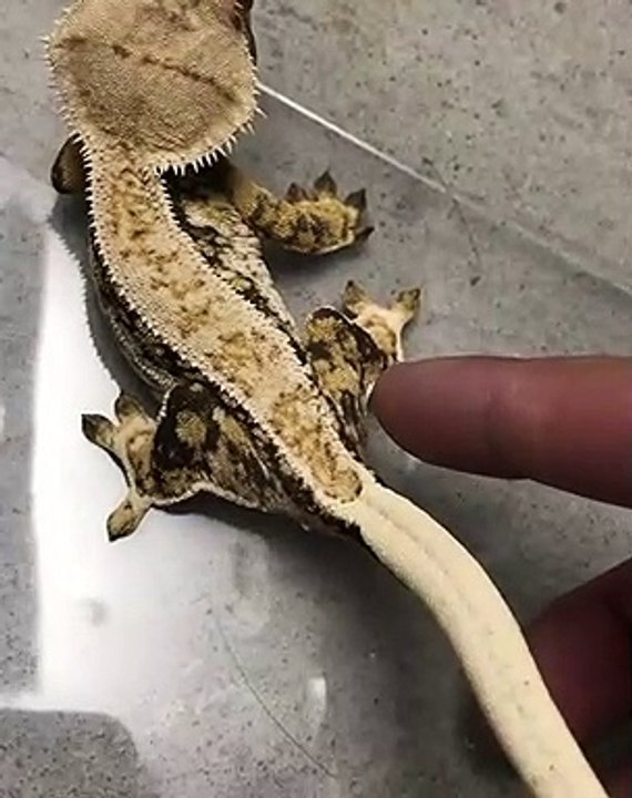 Quand un gecko est prêt à jouer, voici ce que ça donne !