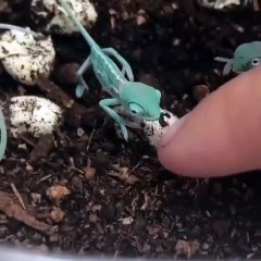 Comme il est mignon ce petit caméléon. Admirez !