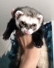 Lorsqu'un furet somnole. Trop drôle !