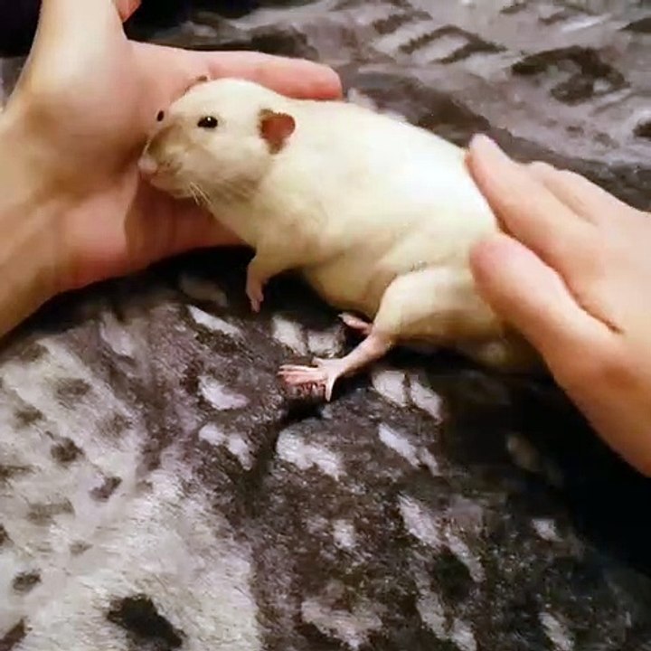 Ce hamster a un traitement de faveur quand il v...
