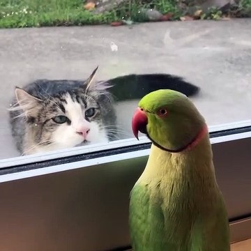 Ce perroquet joue un drôle de tour au chat. A mourir de rire !