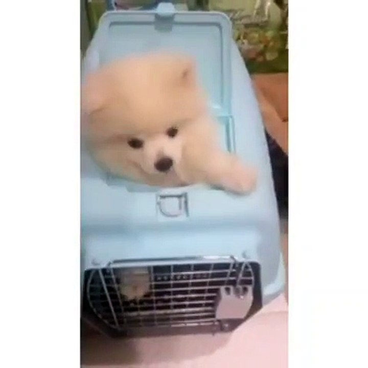 Ce chiot est trop cute. Admirez cette bouille adorable !