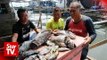Aquaculture in Teluk Bahang facing bleak times with sea pollution