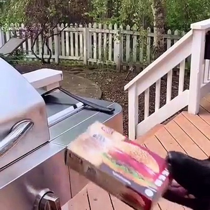 Ce chien fait sa cuisine tout seul. Trop chou !