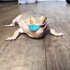 Pour ce Gecko, il n'y a rien de mieux qu'un bon rhizome !