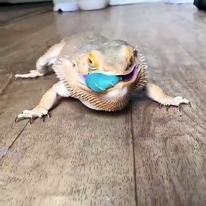 Pour ce Gecko, il n'y a rien de mieux qu'un bon rhizome !