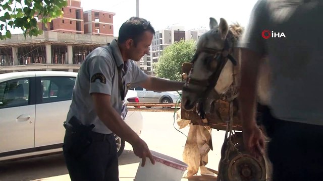 Hırsızlık teşebbüsünde kullanılan kör ata, polis ve güvenlikçi şefkati