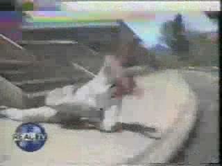 Jackass - Horrible crash en skate