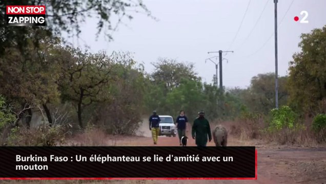 Burkina Faso : Un éléphanteau se lie d'amitié avec un mouton (vidéo)