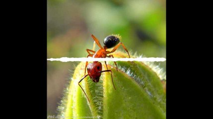 Minute Papillon! Info sciences soir - 27 mai 2019