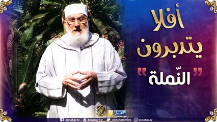 أفلا يتدبّرون/التدبر في خلق الله.."قَالَتْ نَمْلَةٌ "