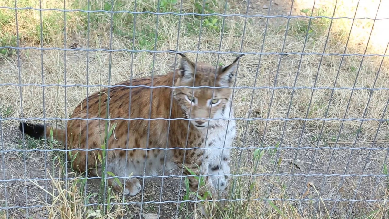 Dreal Lynx CITES : La réglementation CITES au s...