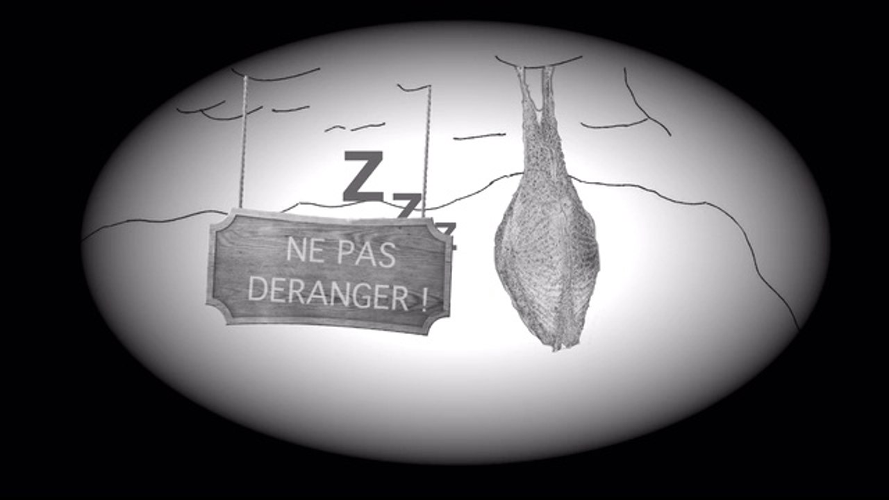 Connaitre et protéger les chauves-souris du Cantal