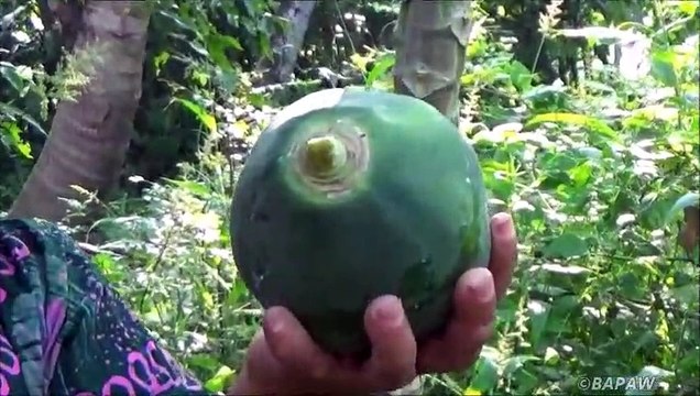 Village Aliments Cuisine Trempé Papaye Curry dans mon Village par ma Maman