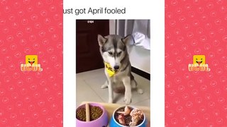 Funny videos VIRAL INSTAGRAM on MAY - 2019