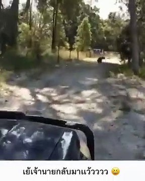 Cão fica tão eufórico com a chegada do dono que parece um bug de um videojogo