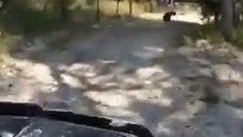 Cão fica tão eufórico com a chegada do dono que parece um "bug" de um videojogo