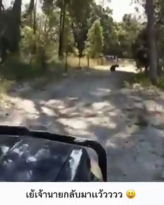 Cão fica tão eufórico com a chegada do dono que parece um "bug" de um videojogo