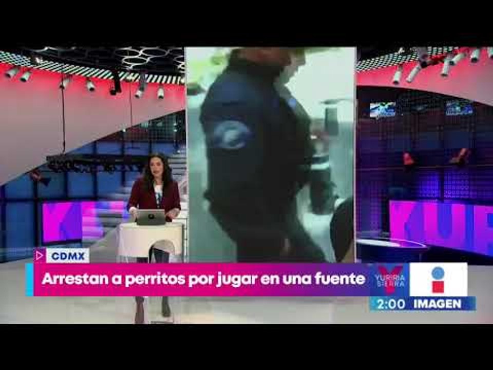 Perritos arrestados en la colonia Roma | Notici...
