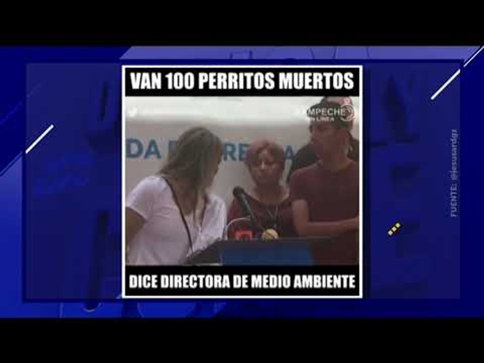 Masacre de perros callejeros en Campeche | De Pisa y Corre