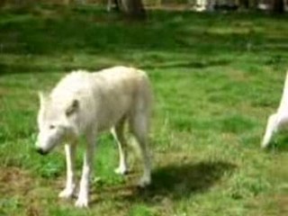 Loups blanc 2008