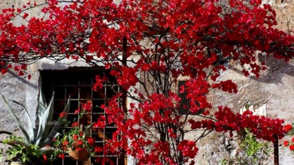 La casa in via del campo by  Franco Simone