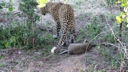 Il filme un moment rare et adorable entre un bébé léopard et sa maman