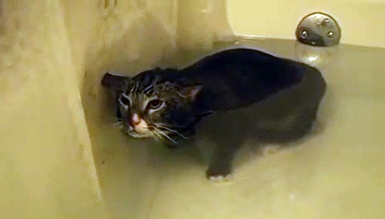 Ce chat miaule sous l'eau et c'est tellement drôle