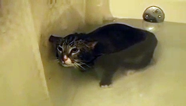 Ce chat miaule sous l'eau et c'est tellement drôle