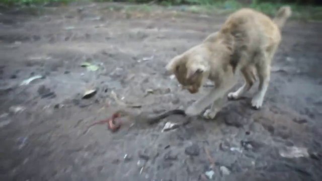 Ce petit chat courageux joue avec un serpent... même pas peur