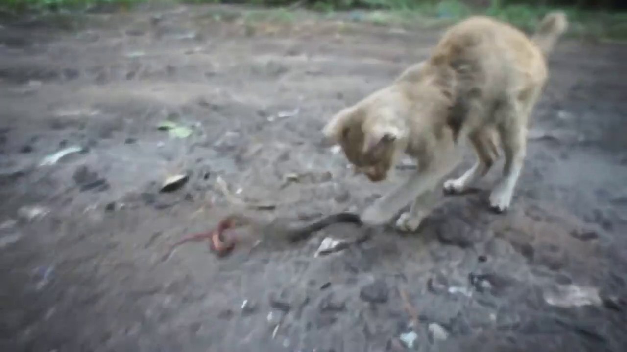 Ce petit chat courageux joue avec un serpent... même pas peur