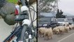 Wild Turkeys Aren't Messing Around & Sheep Herd Stalls Traffic