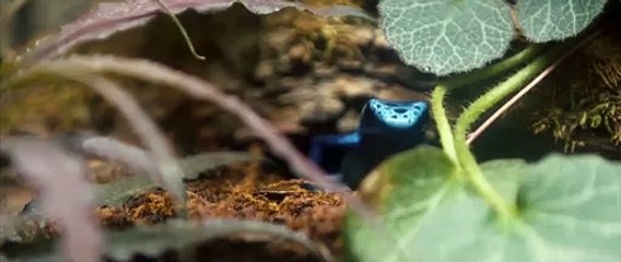 Is Genesis History? Official Trailer