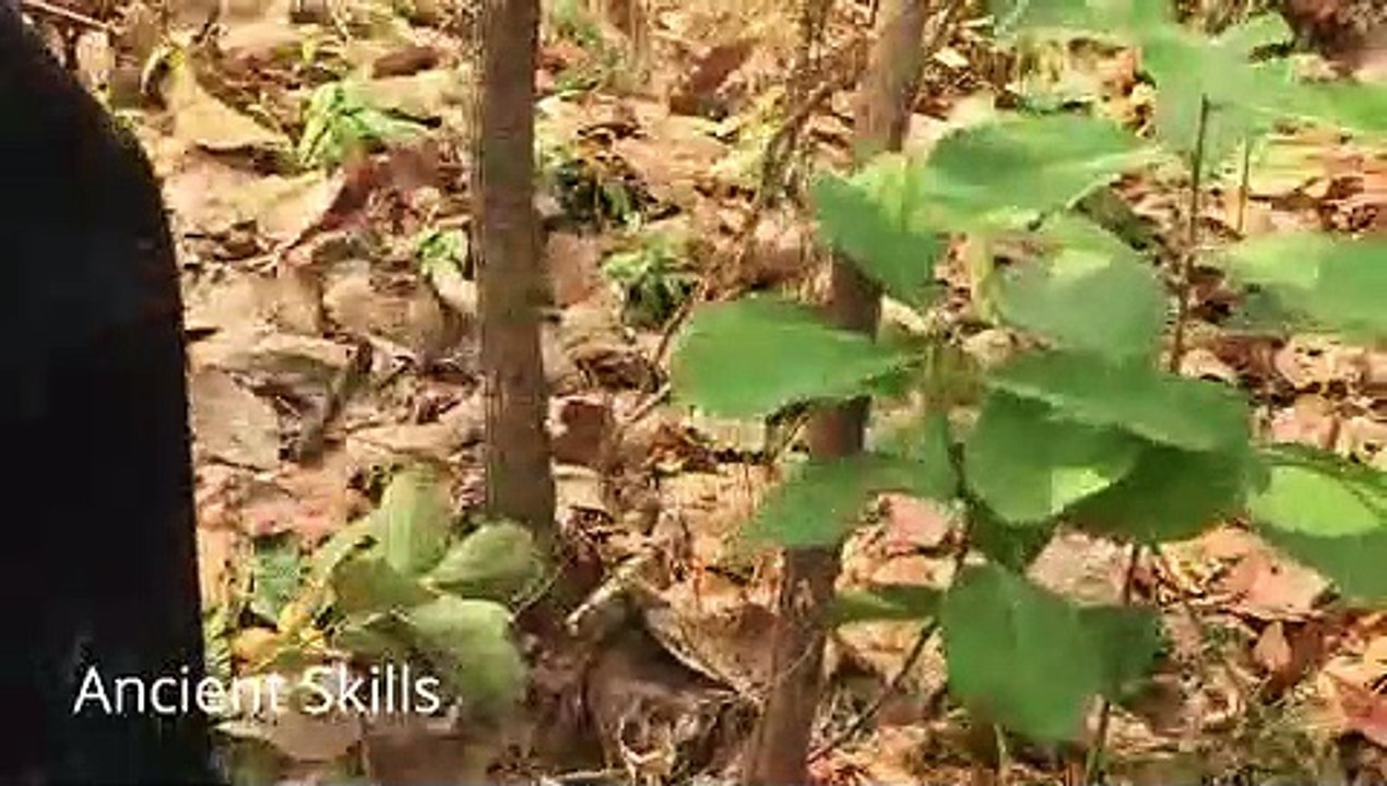 primitive technology Dig To Build Most Amazing fish pond in front of mud house