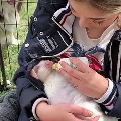 Bottle Time for Wallaby Joey