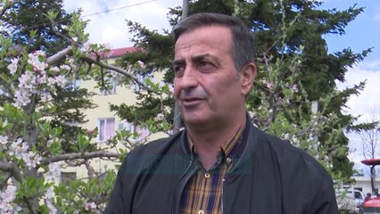 Korçë, bletët rrezikohen nga kimikatet - News, Lajme - Vizion Plus