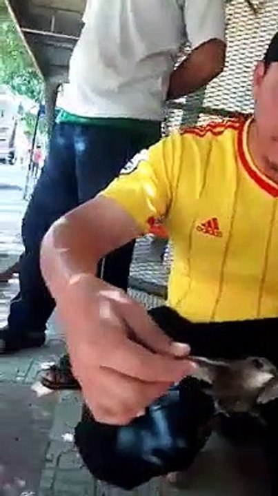 This is an "Ababeel" as mentioned in surah Feel Watch how Ababeel can hold stones in its feet