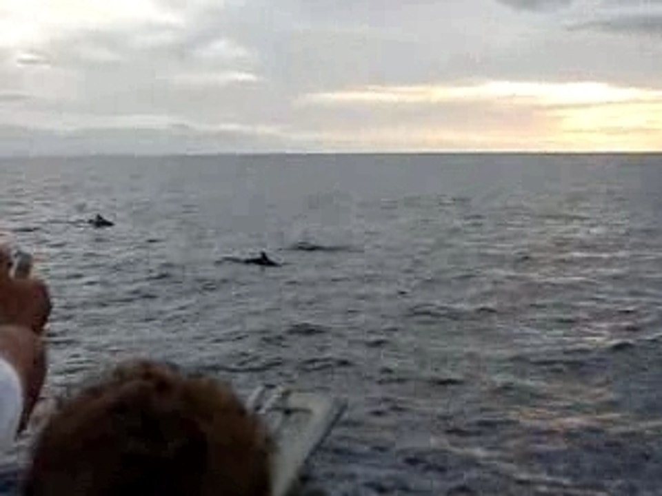 Ile de la Réunion - Dauphins - Séquence 1