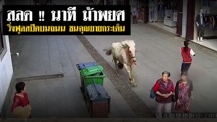 สลด !! นาที ม้าพยศ วิ่งฟูลสปีดบนถนน ชนคุณยายกระเด็น
