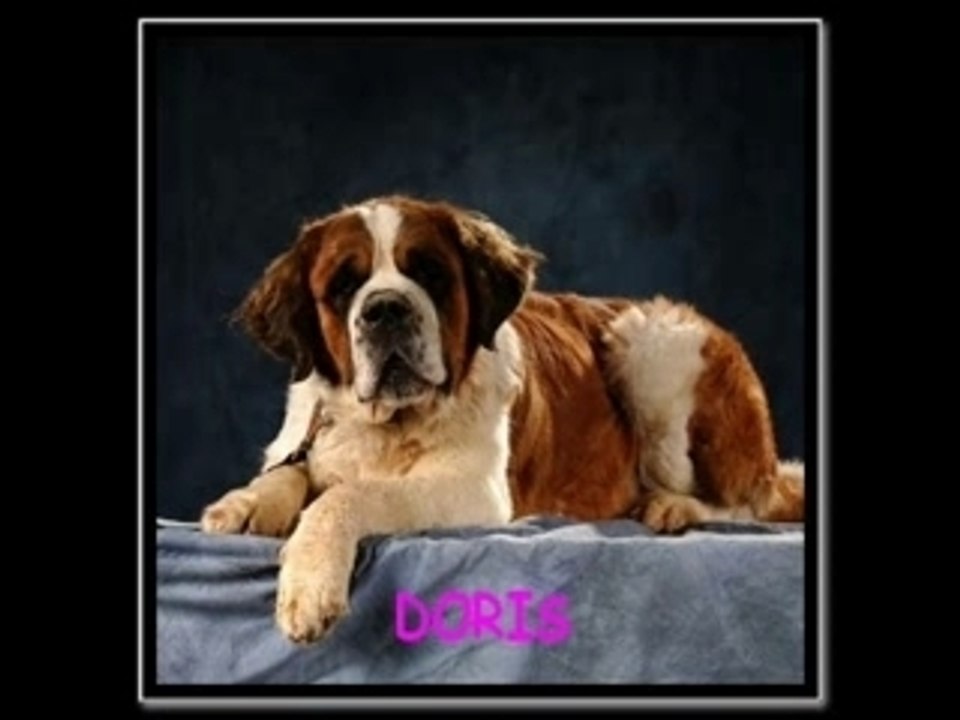 LES HEUREUS ADOPTES_0003