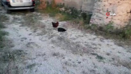 Ölen tavuğun başında başka bir tavuk nöbet tuttu