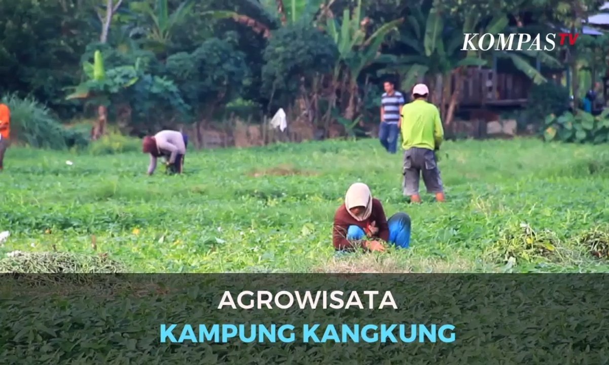 Agrowisata Kampung Kangkung