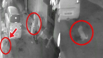 15 தெரு நாய்களை மீன் வியாபாரி விஷம் வைத்து கொலை- வீடியோ