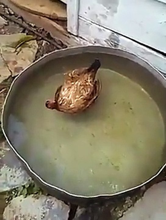 Chicken is relaxing in a tub