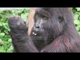 Gorillat, “selfie” para kameras si të ishin njerëz - Top Channel Albania - News - Lajme