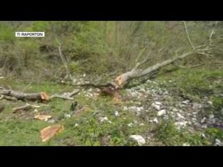 Prerja e pemëve në Zagori, ndjekje penale kompanisë private - Top Channel Albania - News - Lajme