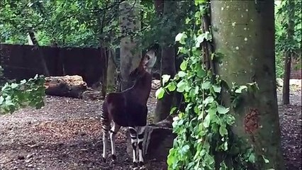 Deux nouveaux okapis au zoo de Mulhouse