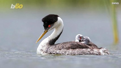 Birds Of A Feather Fight Together! Cute Pics Show Two Baby Birds Bickering On Their Mother’s Back!