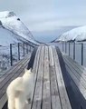 Ce chien profite d'une belle vue en Norvège. Magnifique !