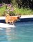 Une chienne très agile récupère une balle de tennis dans la piscine. Surprenant !